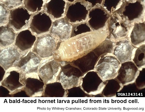 Bald-faced hornet larva